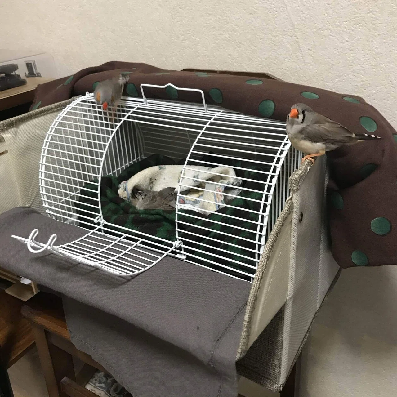 キンカノート》 少し成長したヒナたちの寝床を考えてみた。｜オワゾー