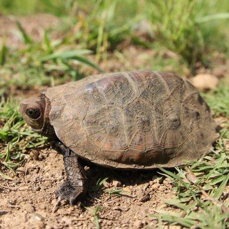 湿地のカメさん論文が出ました 翔一 Note 湿地のカメさん論文が出ました 翔一 Note