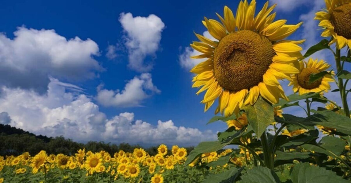 山中湖花の都公園のひまわり【α7R4】｜borichan | 旅するカメラ