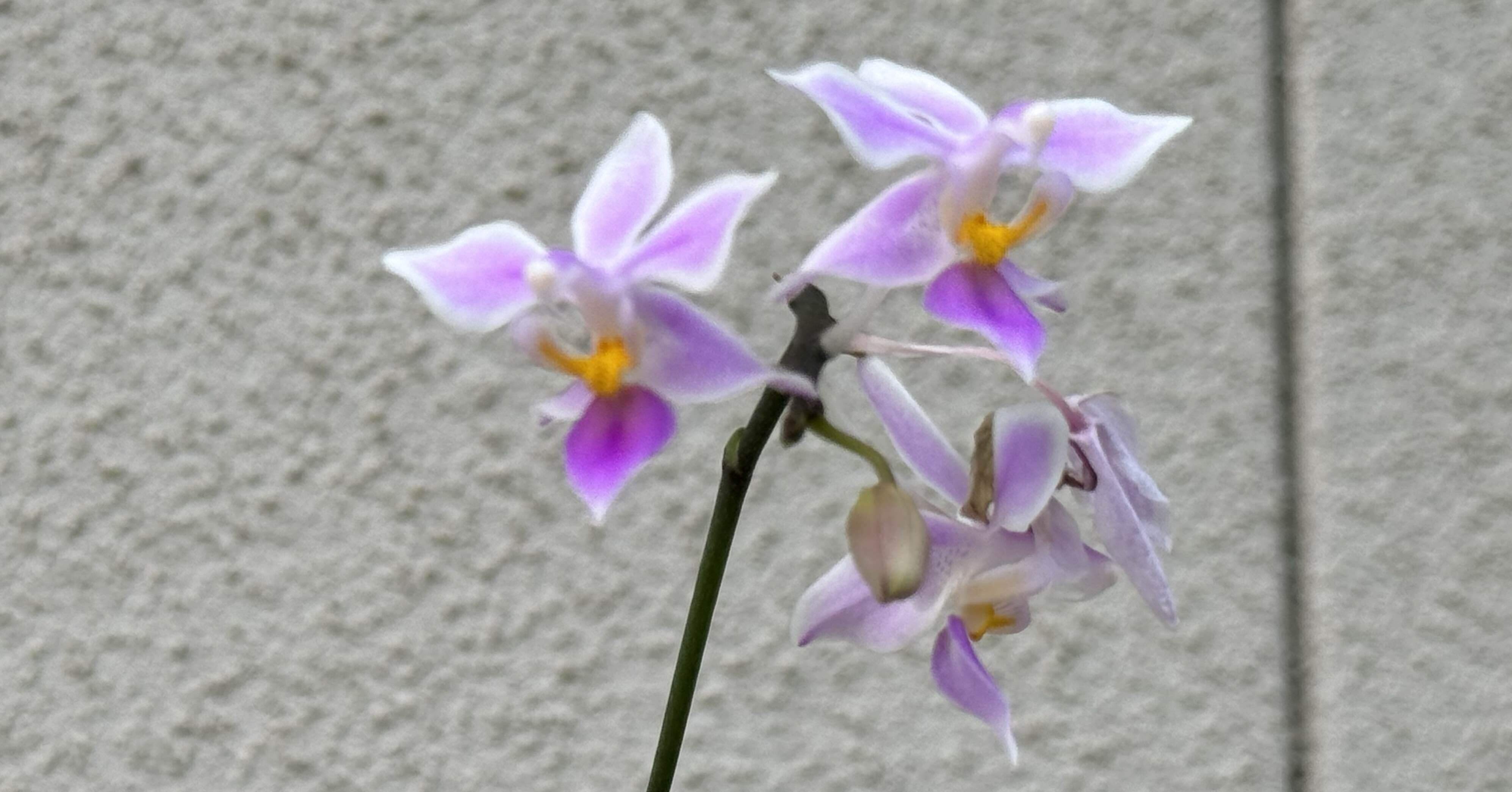 胡蝶蘭 高芽の子株から花が咲いたよ｜ネコ隊長