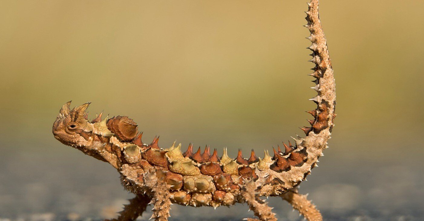 時々トカゲ 85375c9e0500b074051c0123b8e402