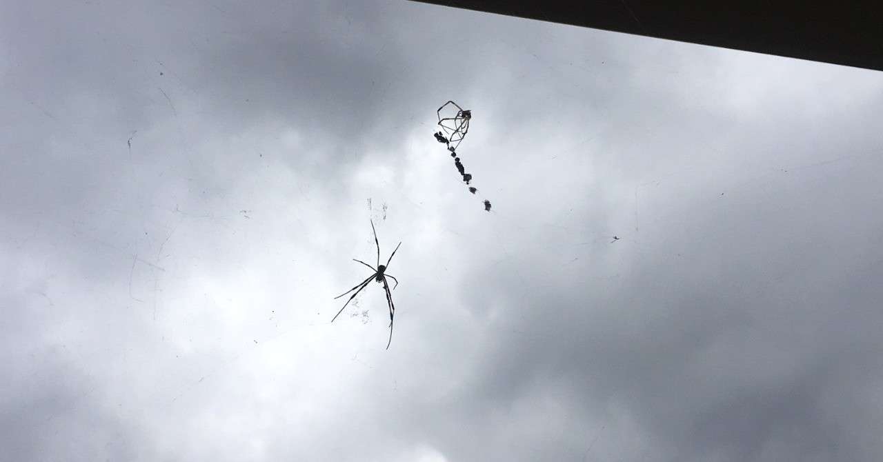台風が来ると知らぬかクモの糸 りかよん Note