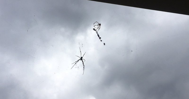 台風が来ると知らぬかクモの糸