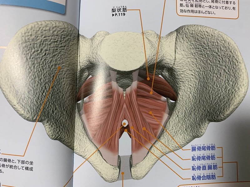 力 勃起