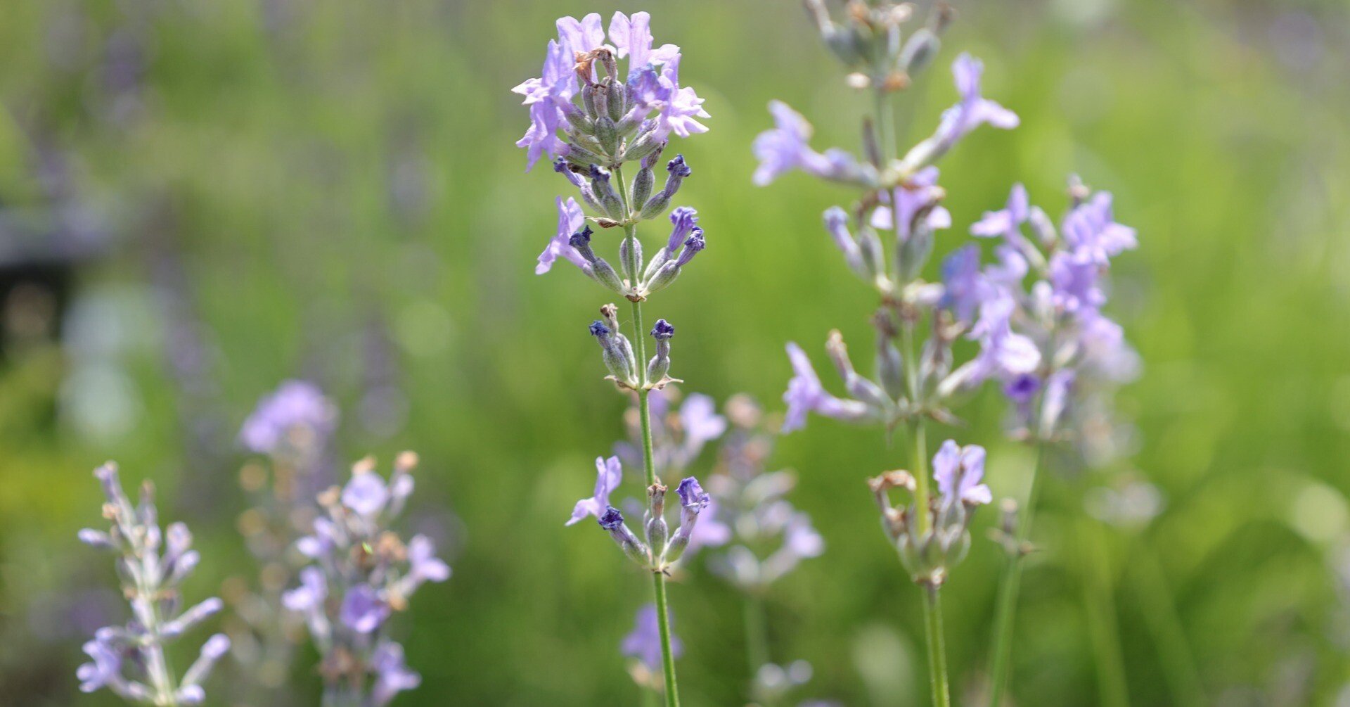 蒸留日記 vol.117】イングリッシュラベンダー 'ロイヤルパープル'の