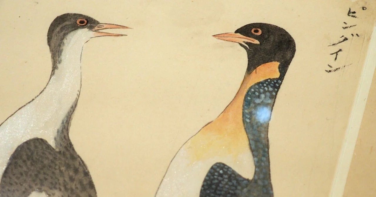江戸時代の鳥図鑑で“ピングイン”を見っけ！ 堀田正敦の《禽譜
