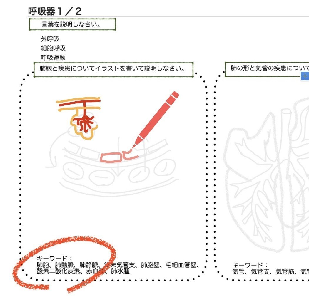 動物看護学　まとめ売り 動物看護学 まとめノート