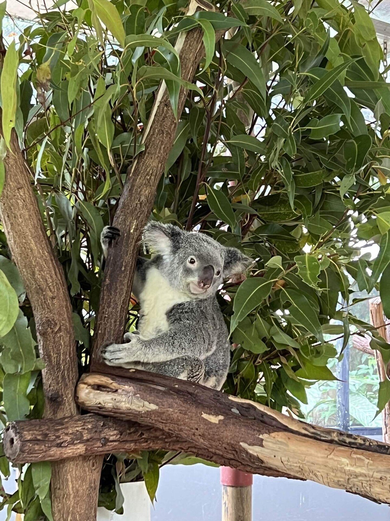 子連れオーストラリア旅行記🐨🇦🇺⑥キュランダ観光とコアラ｜コウママ