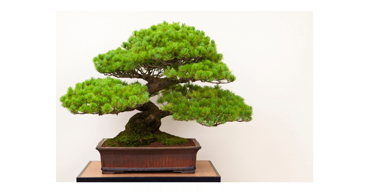 盆栽初心者が、『2万円の五葉松』を購入するまで迷走した話。｜コウヤ