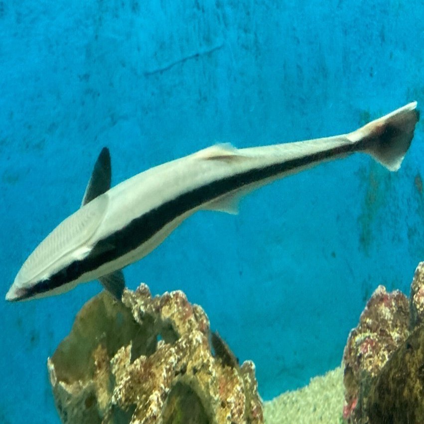 コバンザメ《展示動物解説》｜桂浜水族館 公式