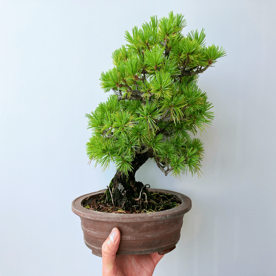 五葉松の盆栽⑤（古木）インテリア用サイズ 盆栽 松 樹齢8年 特選 曲付き 高松五葉松 室内 初心者 おしゃれ
