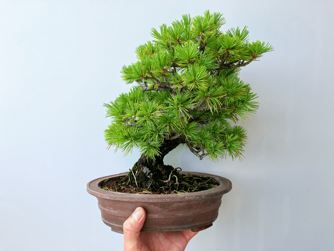 盆栽初心者が、『2万円の五葉松』を購入するまで迷走した話。|コウヤ 盆栽初心者が、『2万円の五葉松』を購入するまで迷走した話。|コウヤ