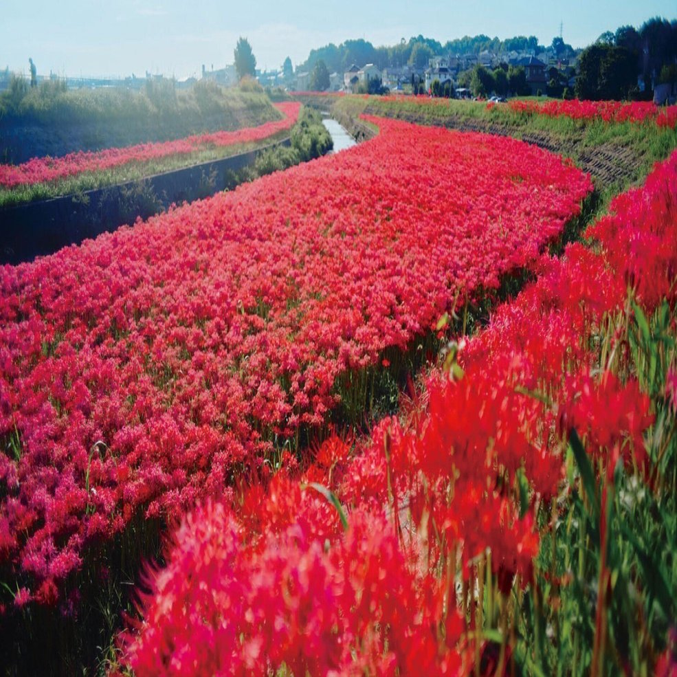 彼岸花　2024WS公認球２個セット ごんの秋まつり］深紅に染まる約300万本の彼岸花の絨毯（2024年9月20日