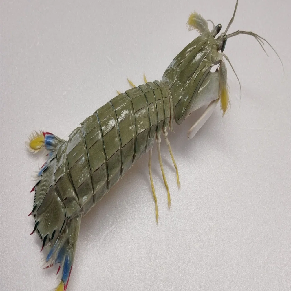スーパーで買ってきたシャコを剥製にしてみた｜魚道部！/ 剥製師 力石 