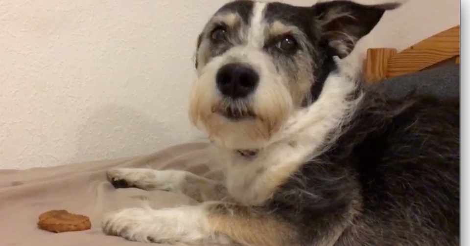 うちの犬が控えめに言っても可愛すぎる件 松井博 Note