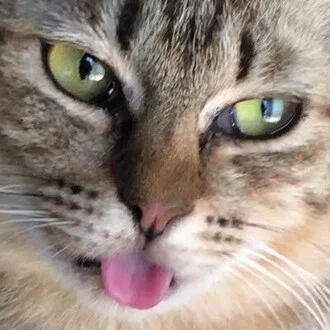 健康長寿研究家（猫好き仙人ちゃん）
