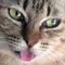健康長寿研究家(猫好き仙人ちゃん)