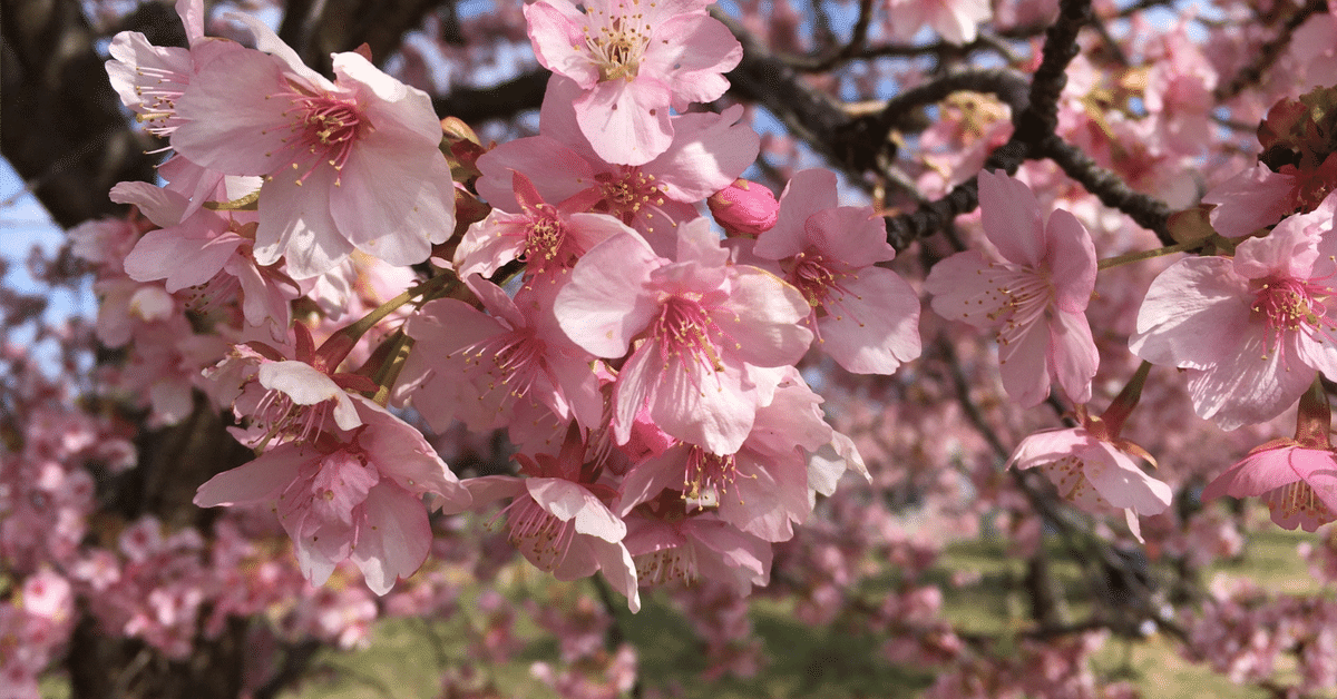 大戦秘史 リーツェンの桜・1 ～ 戦時下ドイツのサムライ