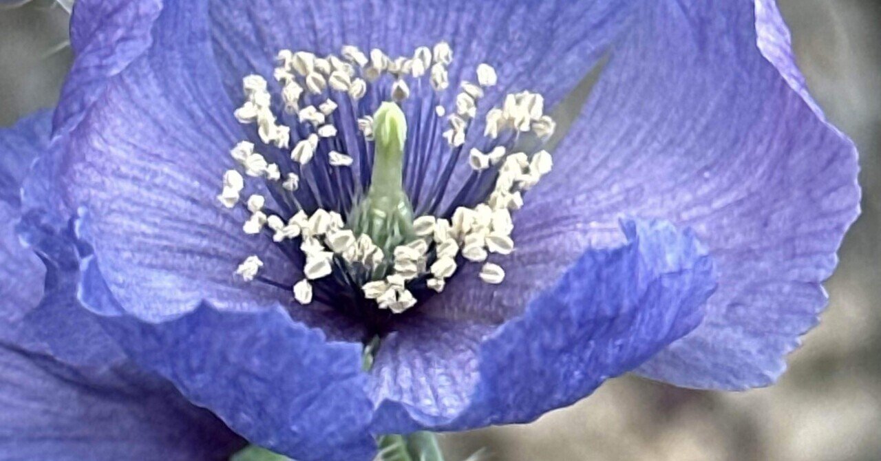 メコノプシス 幻のヒマラヤの青いケシ｜EGGSEED