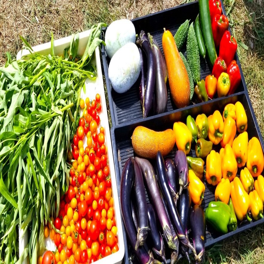 今年の春夏野菜、数えたら50種以上も栽培❗ が…🍅🎃🌽🥒🍆｜錬金術師の