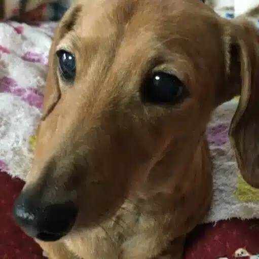 ももたろ