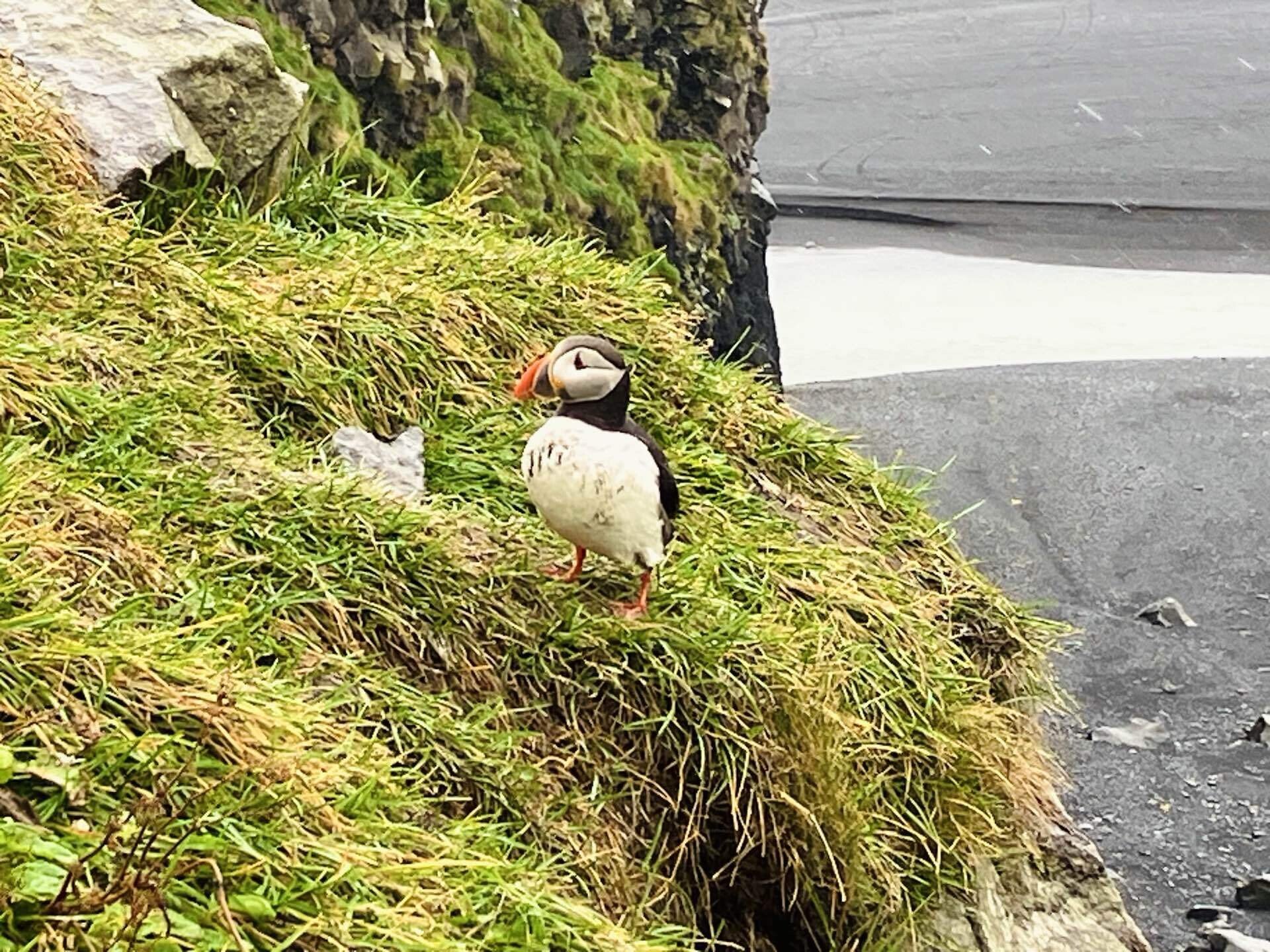 アイスランドのマスコット的な存在のパフィン（ニシツノメドリ
