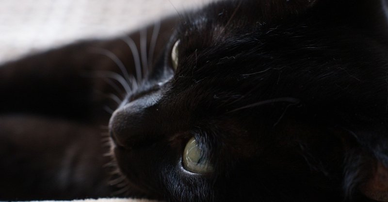 長崎猫童話 夏 八月の黒い子猫
