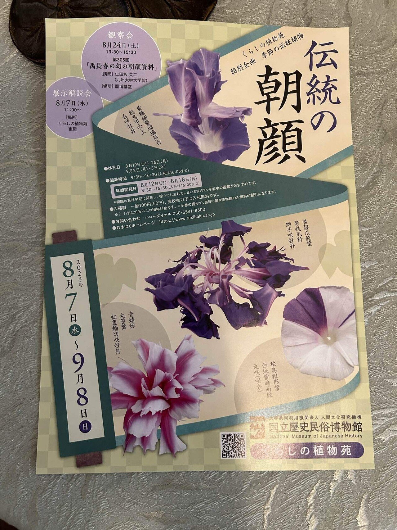 伝統の朝顔9/8まで@くらしの植物苑(国立歴史民族博物館)|blanche 伝統の朝顔9/8まで@くらしの植物苑(国立歴史民族博物館)|blanche