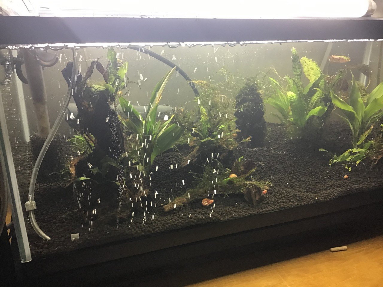 水槽届いたー ゆーいちの水槽部屋 Note