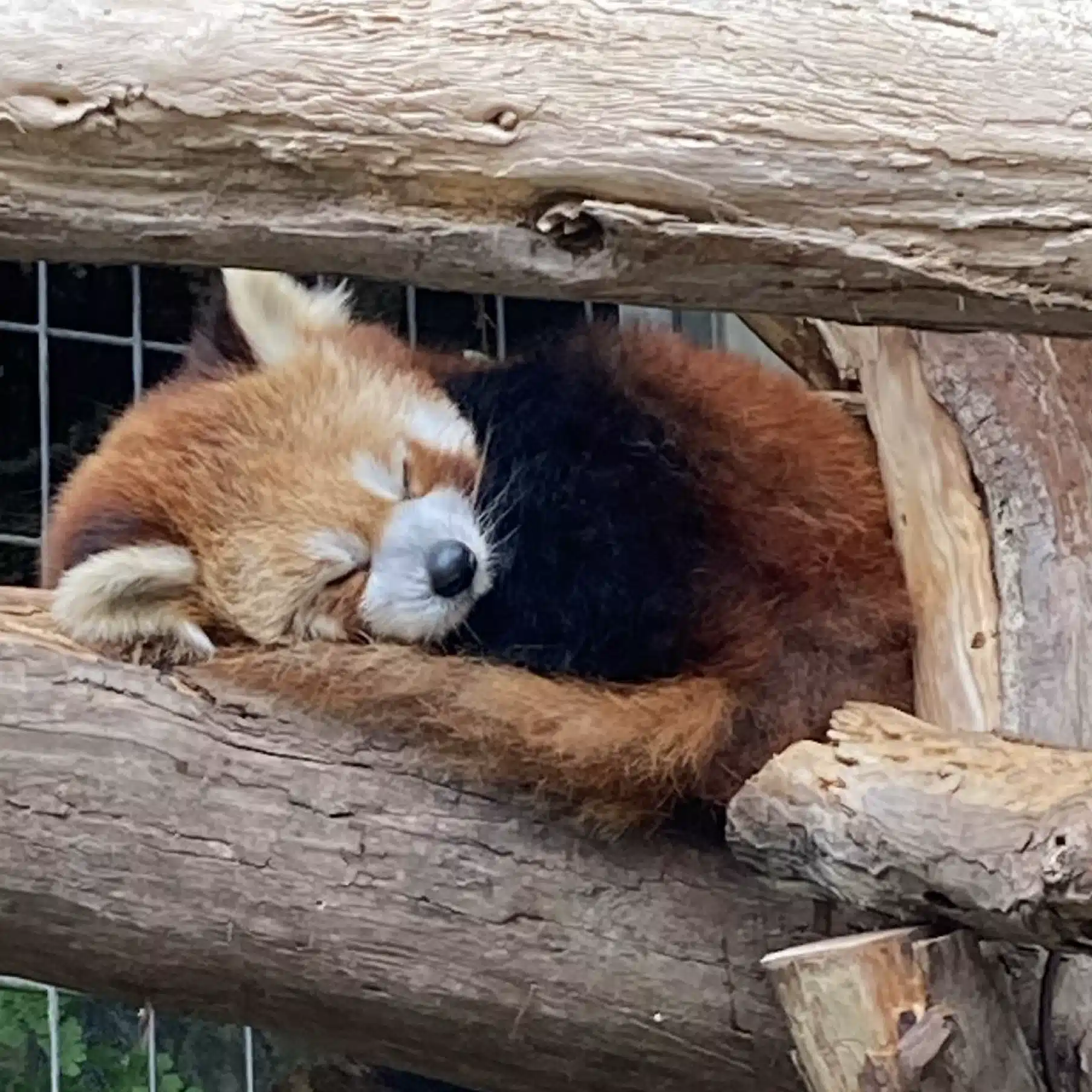 ポン太