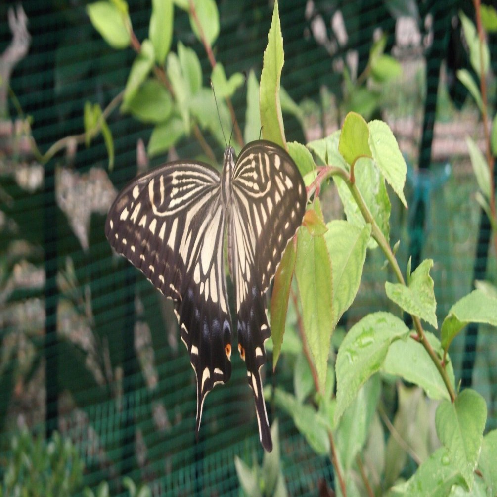 揚羽蝶｜長谷川美智子