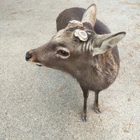 乃木坂太郎 第3のギデオン 1 8 小学館 北田斎 Note