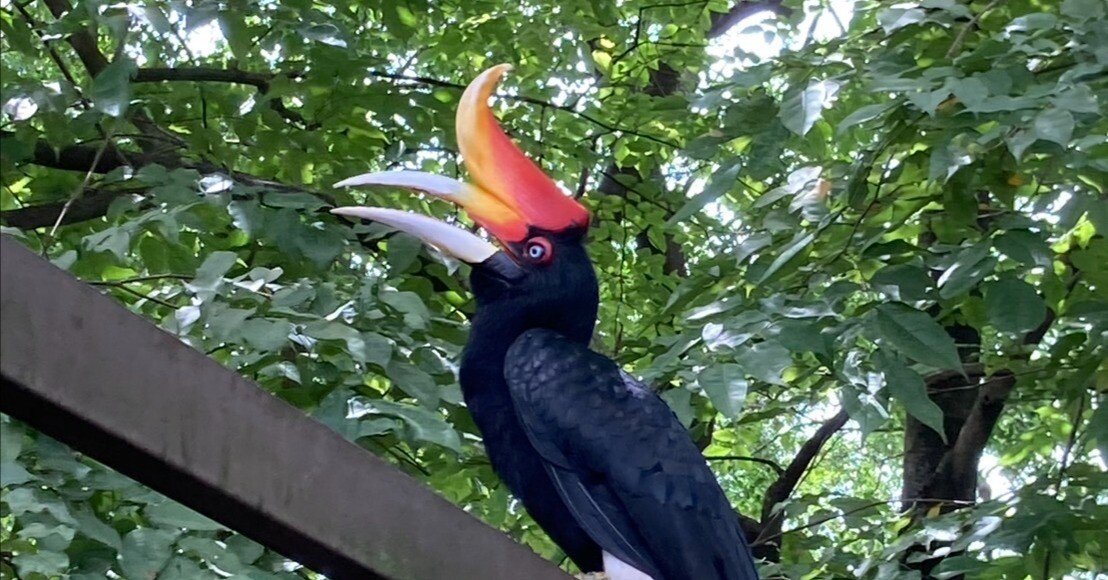 マレーシア旅行で見たものバティックで描いちゃおう🤩｜Chiharu