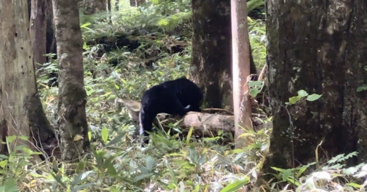 上 高地 熊