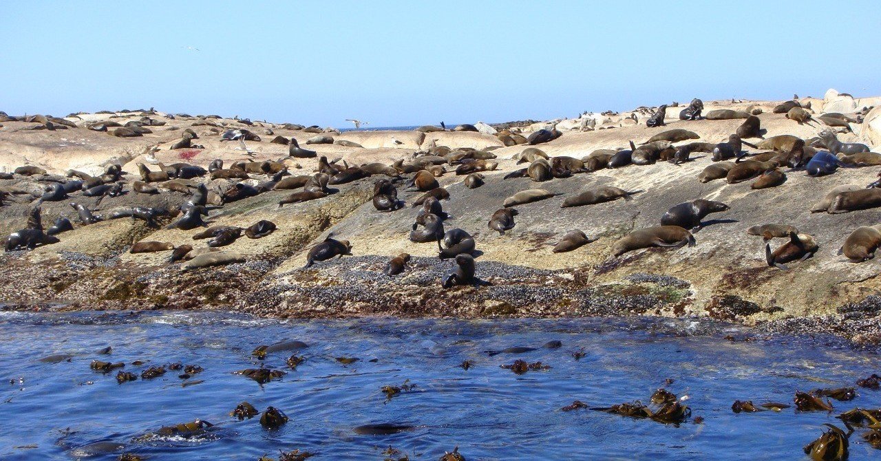 怖いほどにオットセイだらけ 南アフリカのドイカー島 村木藤志郎 Note