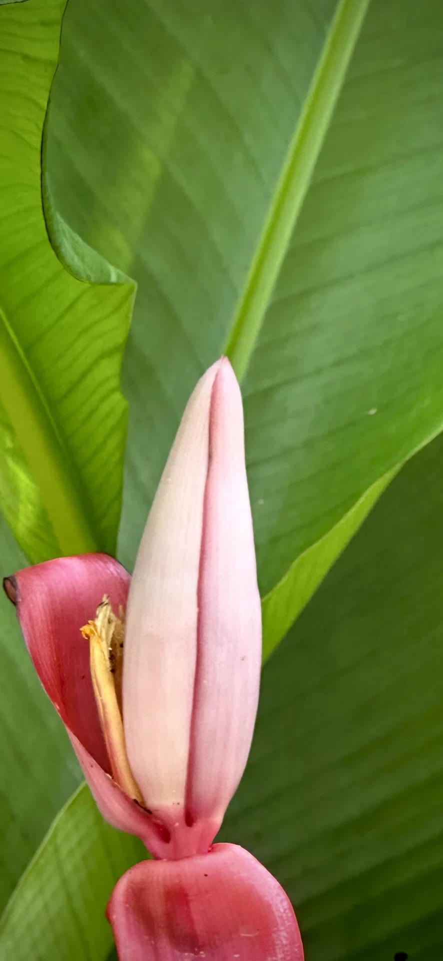 バナナ ムサフリロリダ Musa Frillorida バナナ ムサフリロリダ Musa