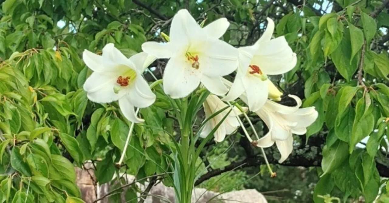 テッポウユリだと思っていたら｜かえる