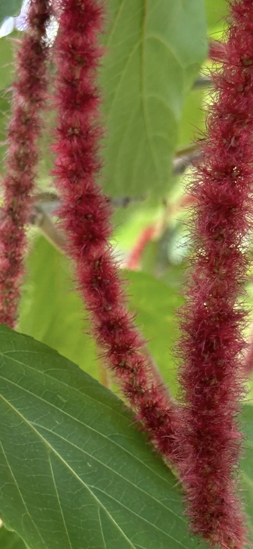 ベニヒモノキ　紅紐の木　苗　花木　赤・レッド　観葉植物 ベニヒモノキ 紅紐の木 苗 花木 あか・レッド 観葉植物 【公式通販】