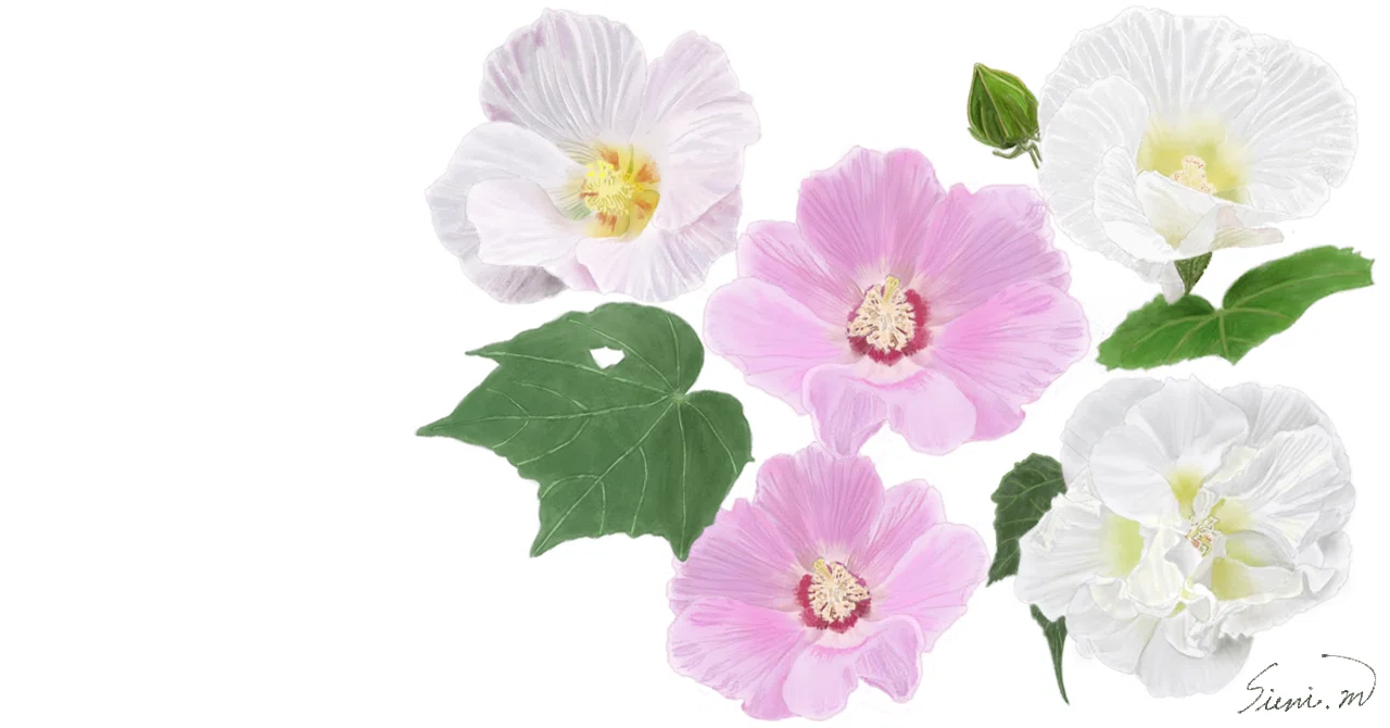 芙蓉をあなたに｜森野 しゑに