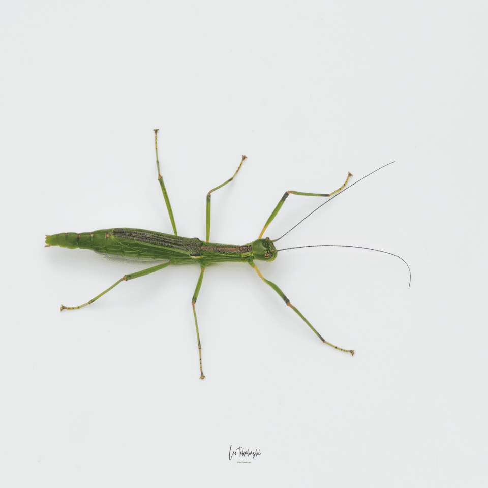 珍虫（？）シラキトビナナフシ｜高橋レオ