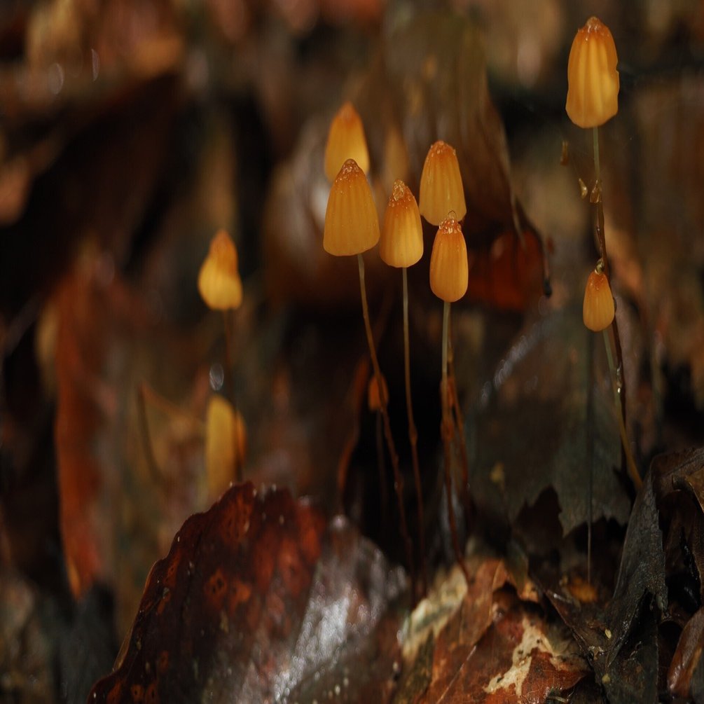 私の推し菌① オチバタケの仲間 part1｜奥入瀬日和@星野リゾート