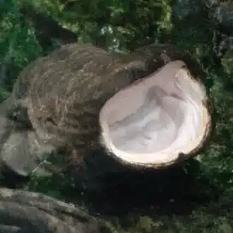 ゆううんゆうき