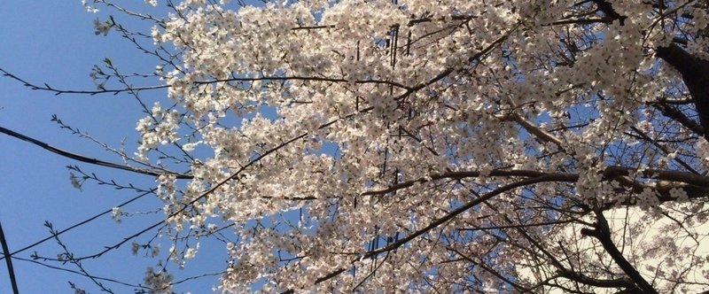 桜を撮りに京都へ