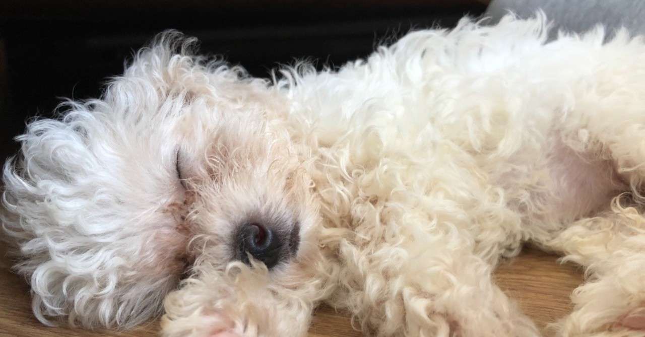 一人暮らしで犬を飼うのはオススメしません って犬を1人で飼ってる私は言う プーちゃん Note