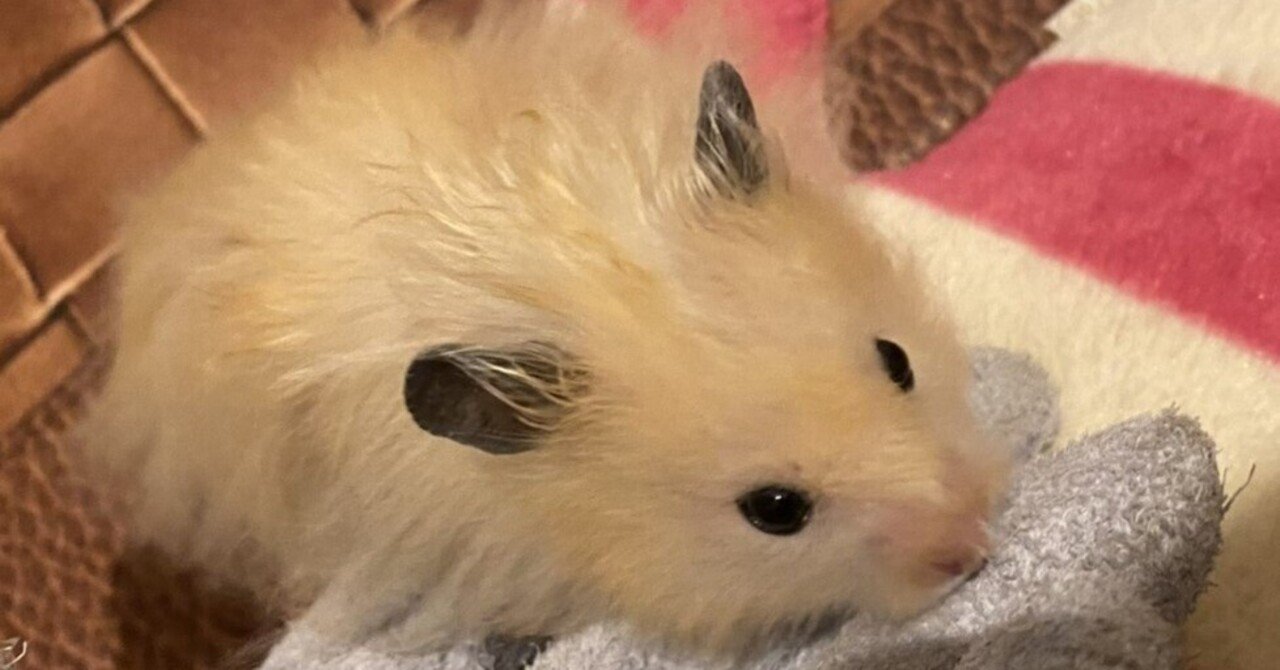 うまるちゃん フーディ ハムスター 激レア フリーサイズ 早い者勝ち ハムスターぐらし～ 飼い主のつぶや記.｡oO ロン毛の貴公子、プータ式