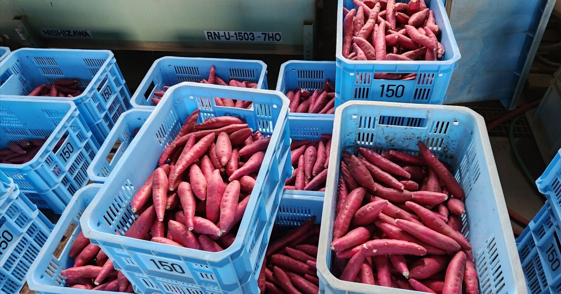 サツマイモ農家のコンテナ積み上げに使っていたコンベアー