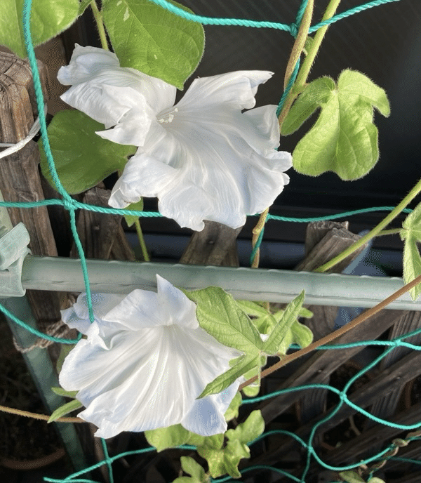 朝顔の花が咲いた｜アンヌ