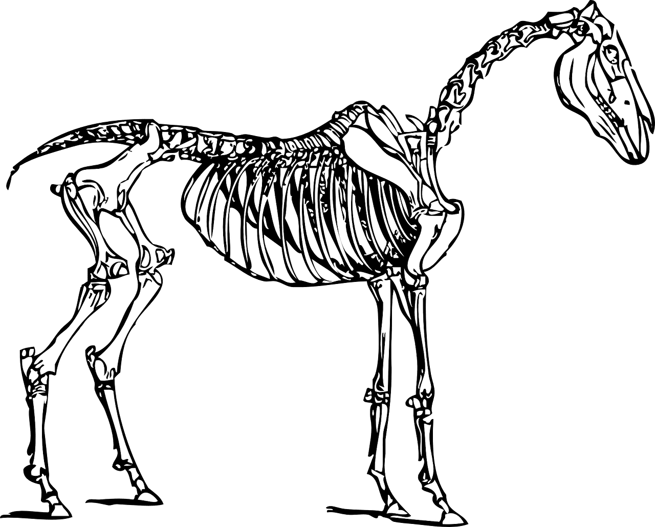 馬体は 印象 でなく 骨格 で見よ ダノンファンタジー編 武虎 Note