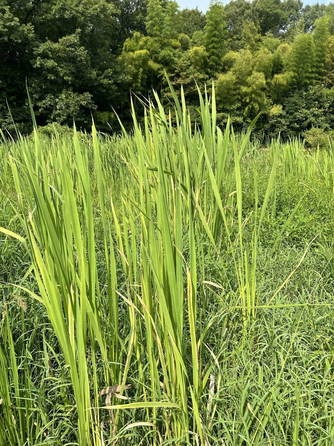 ✴︎真菰農家はじめます✴︎｜まこあらファーム