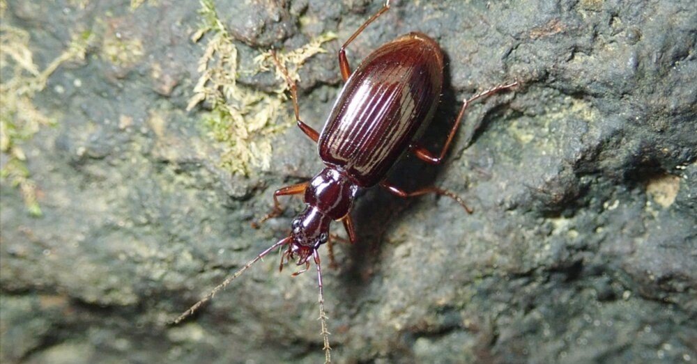 295aa71d66109385319b6b186d9d87